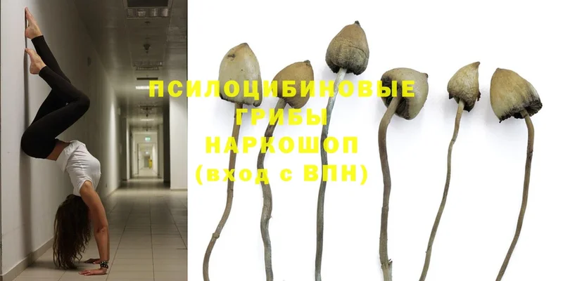 как найти   Нижние Серги  Псилоцибиновые грибы MAGIC MUSHROOMS 